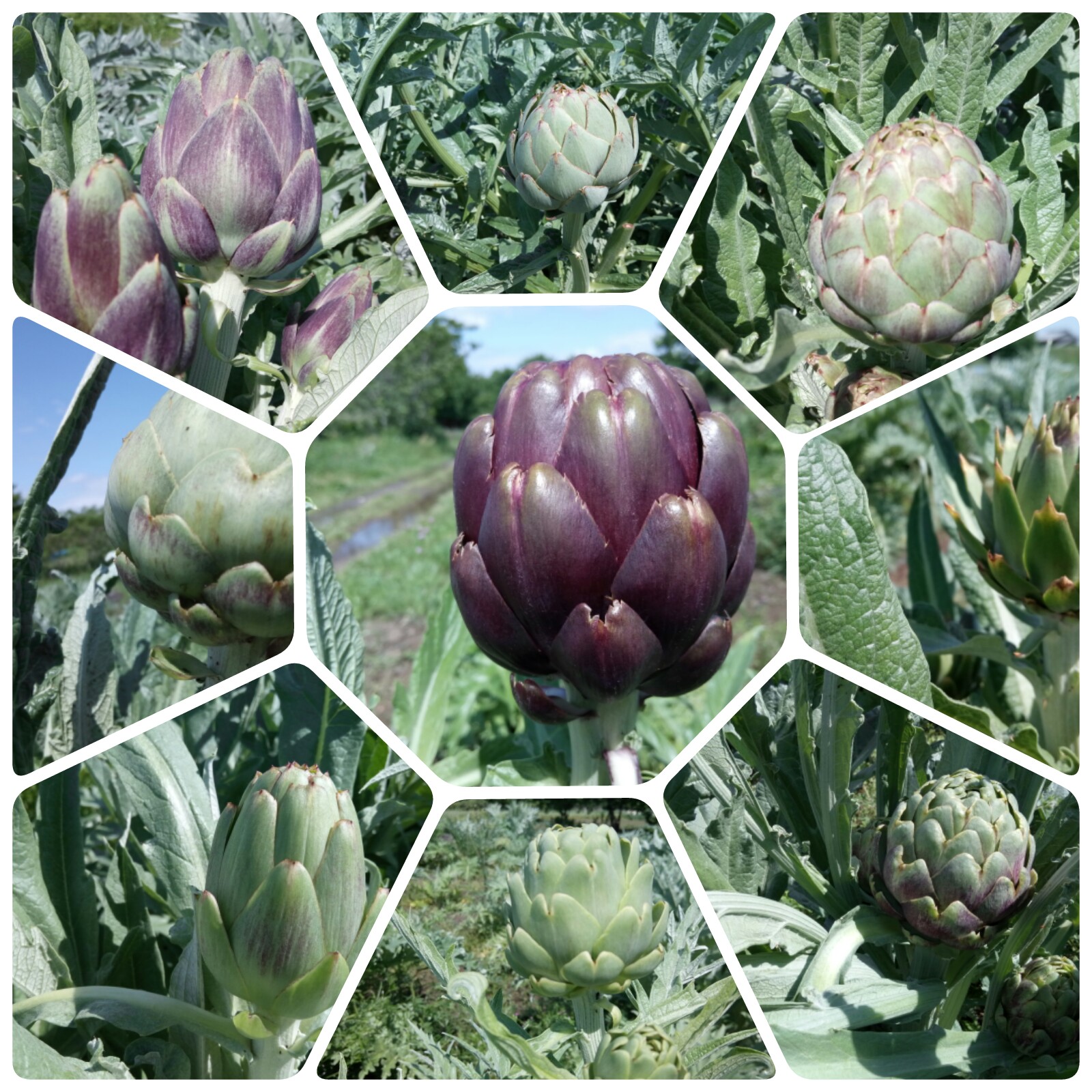 アーティチョーク　管理再開