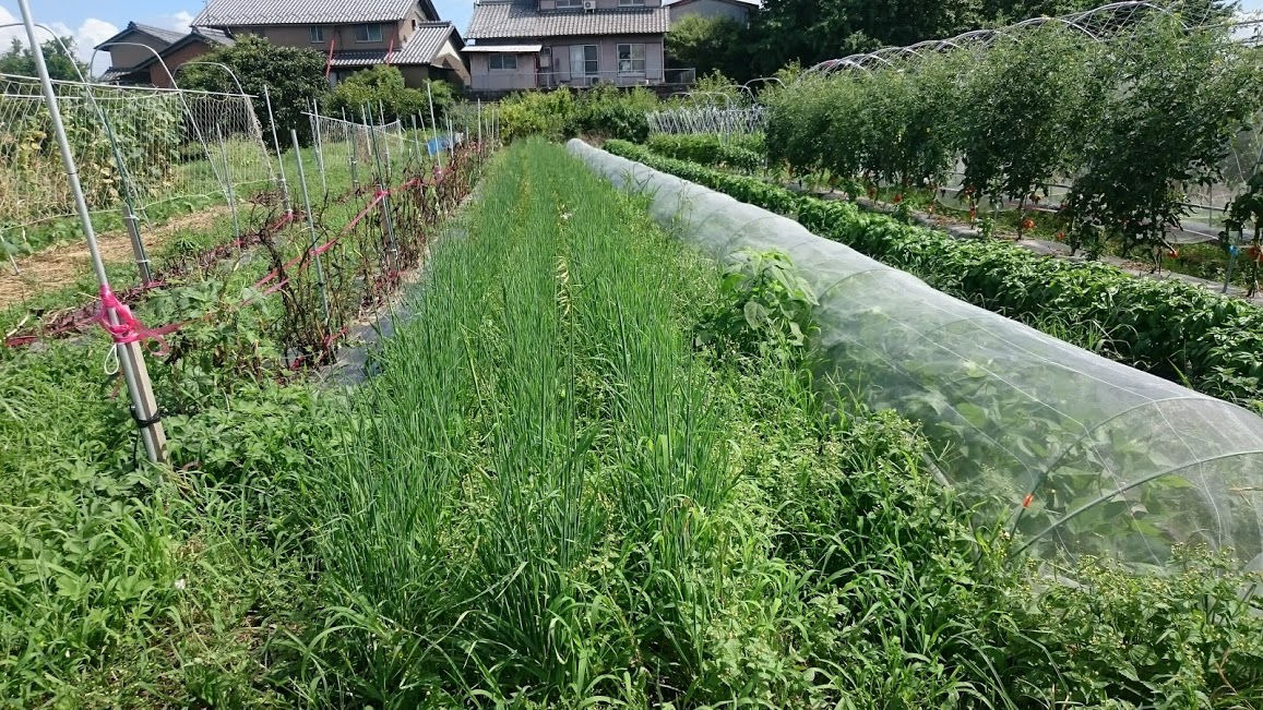 草を栽培？   えん麦編