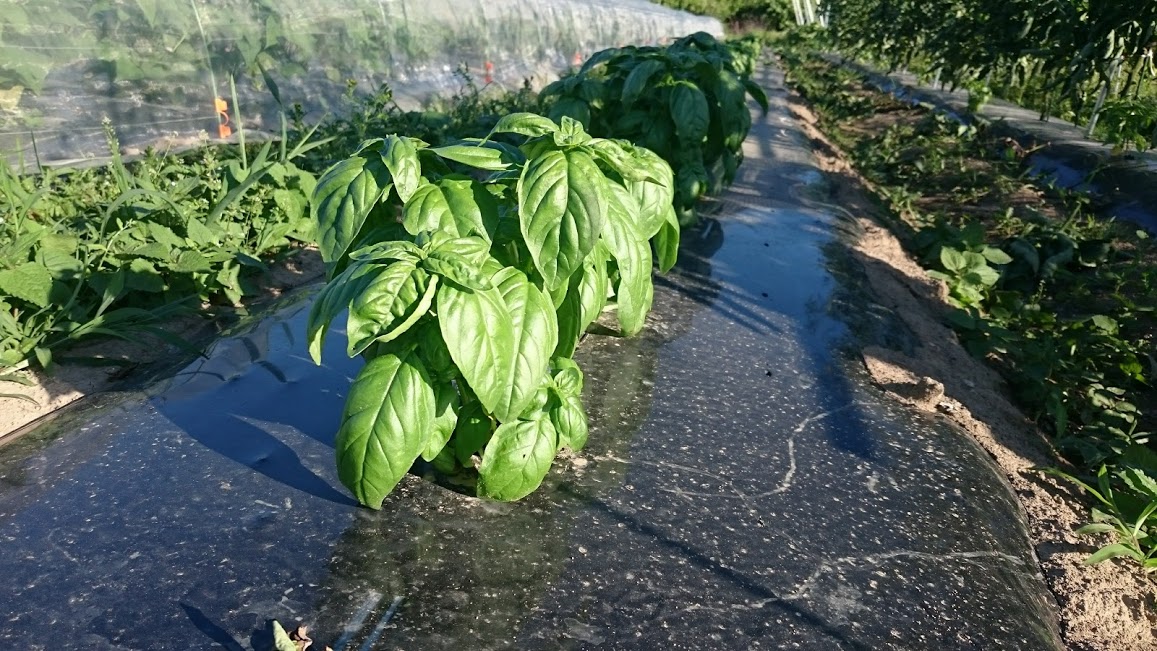 野菜紹介  4種のオーガニックバジル