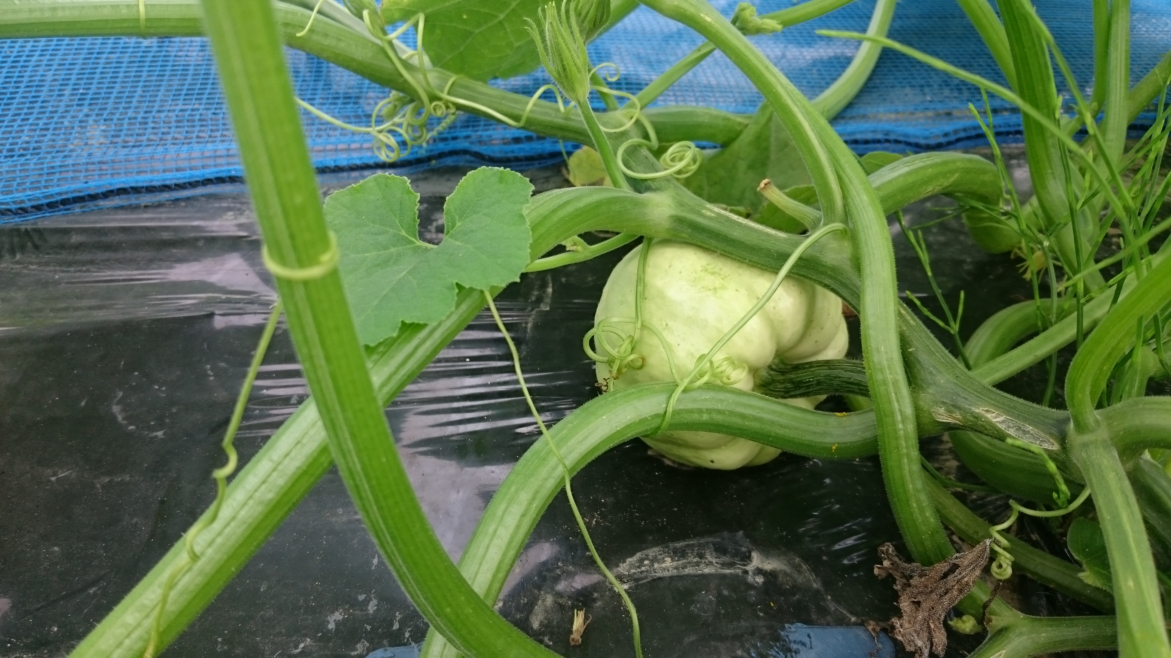 白いミニカボチャ