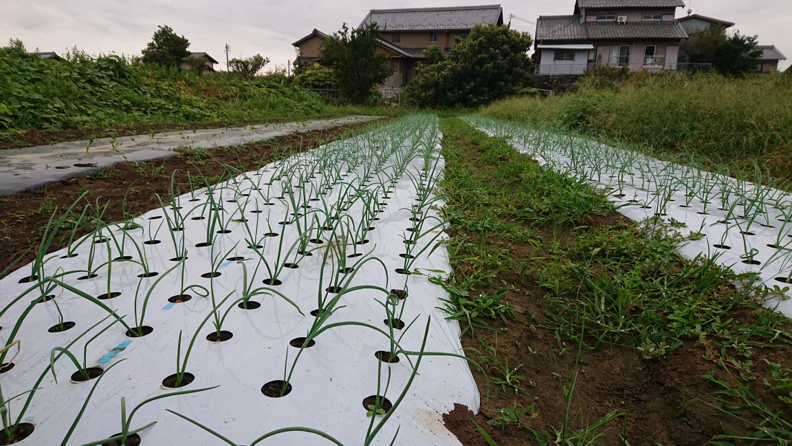冬の新玉ねぎ 3週目