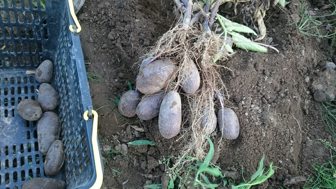 健康志向派さんが注目！シャドークィーン！