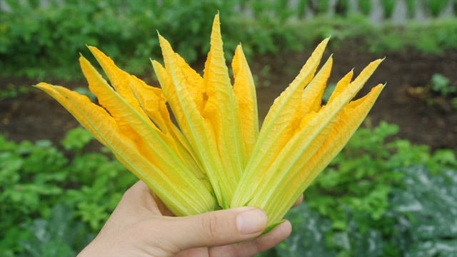 ズッキーニ＿DA FIORE　野菜紹介