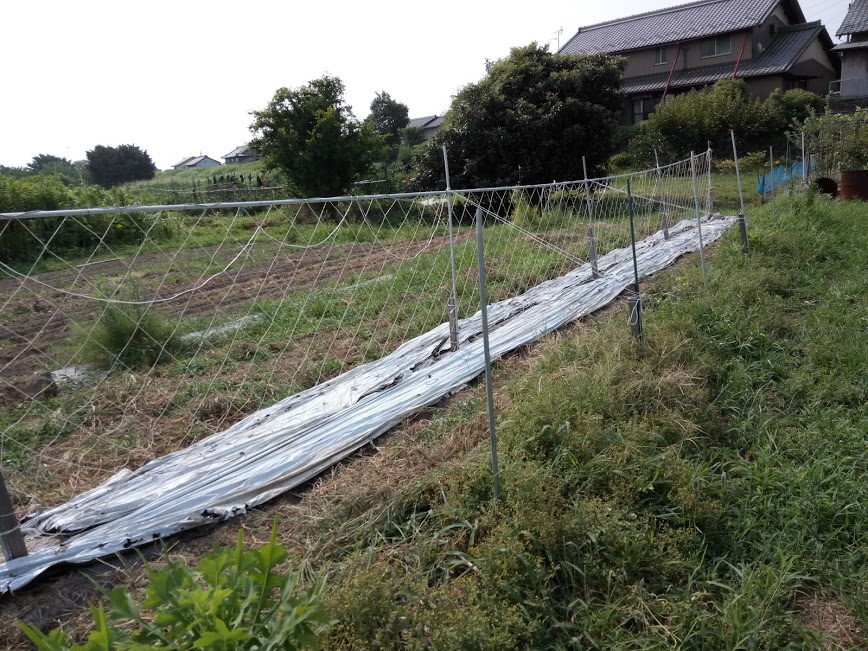 待望の雨のはずが、、、