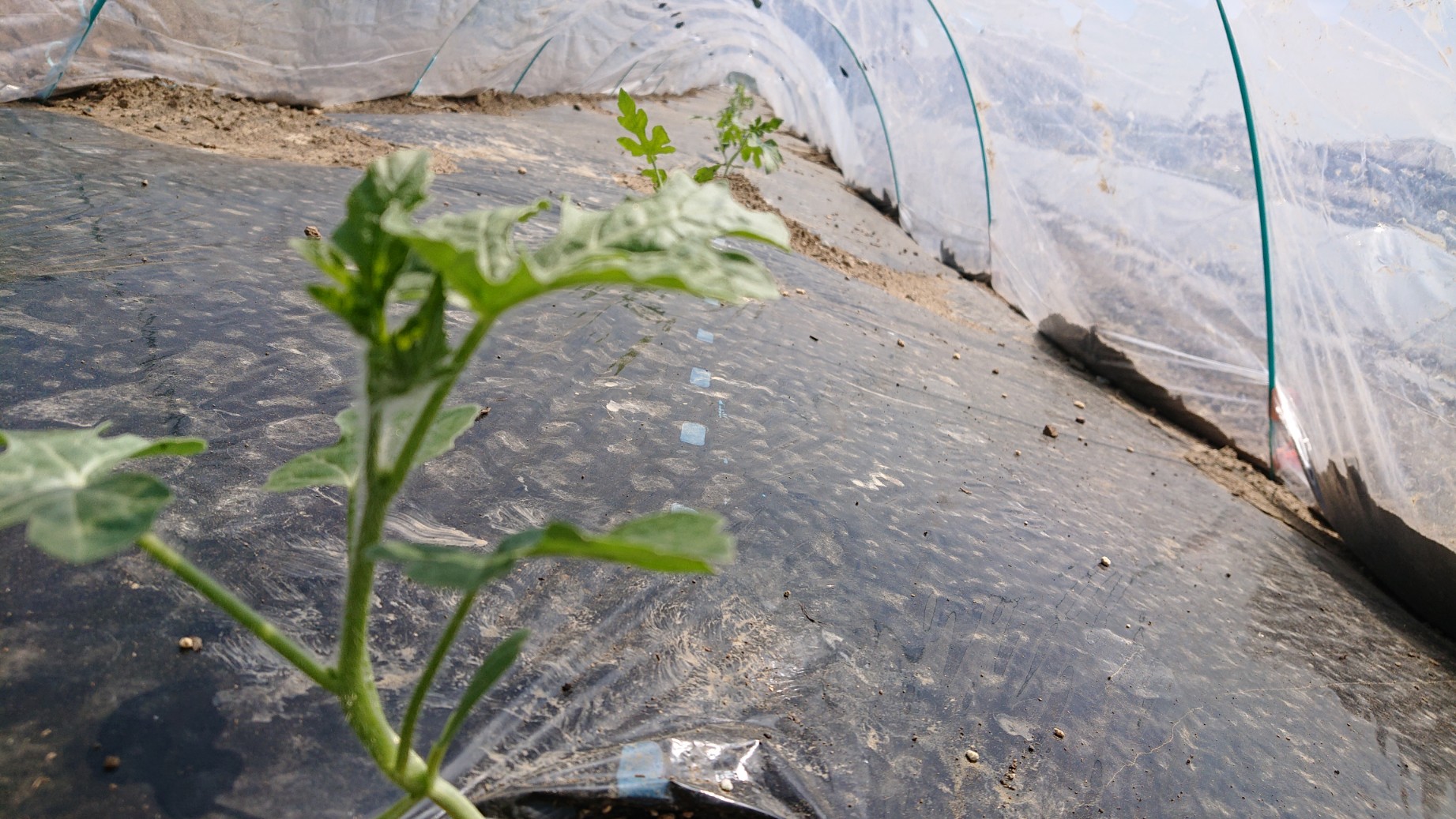 スイカとメロン