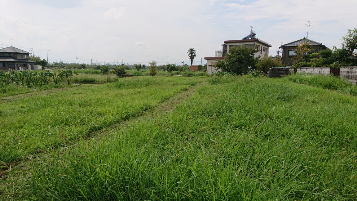 リーフチコリ 育苗 調子悪い