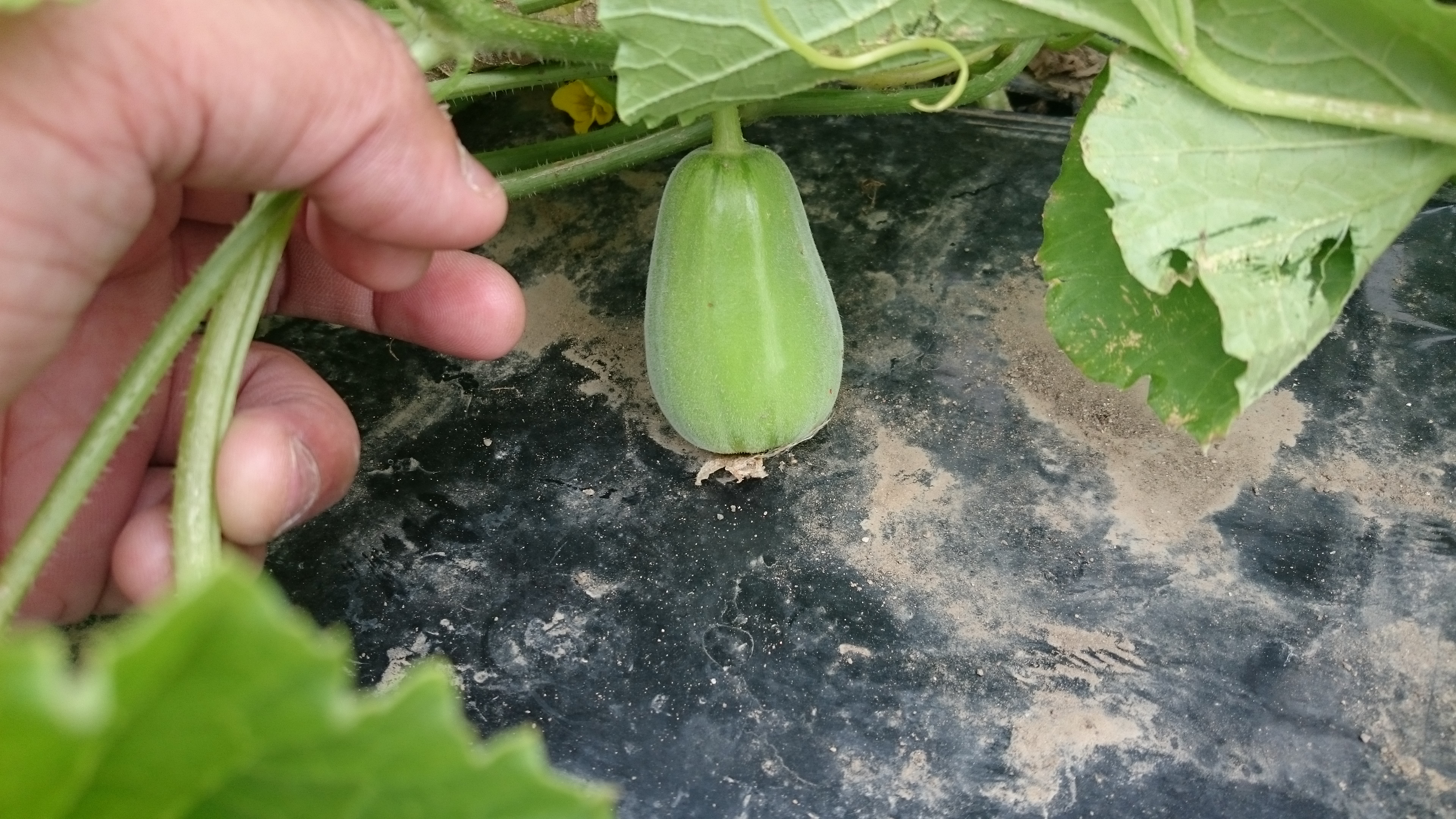 害虫を少なくする方法