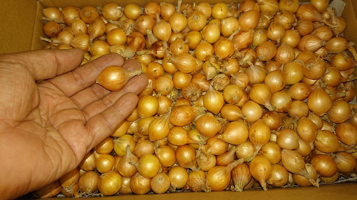 新玉ねぎと玉ねぎ <クリスマスシーズンの宣伝>