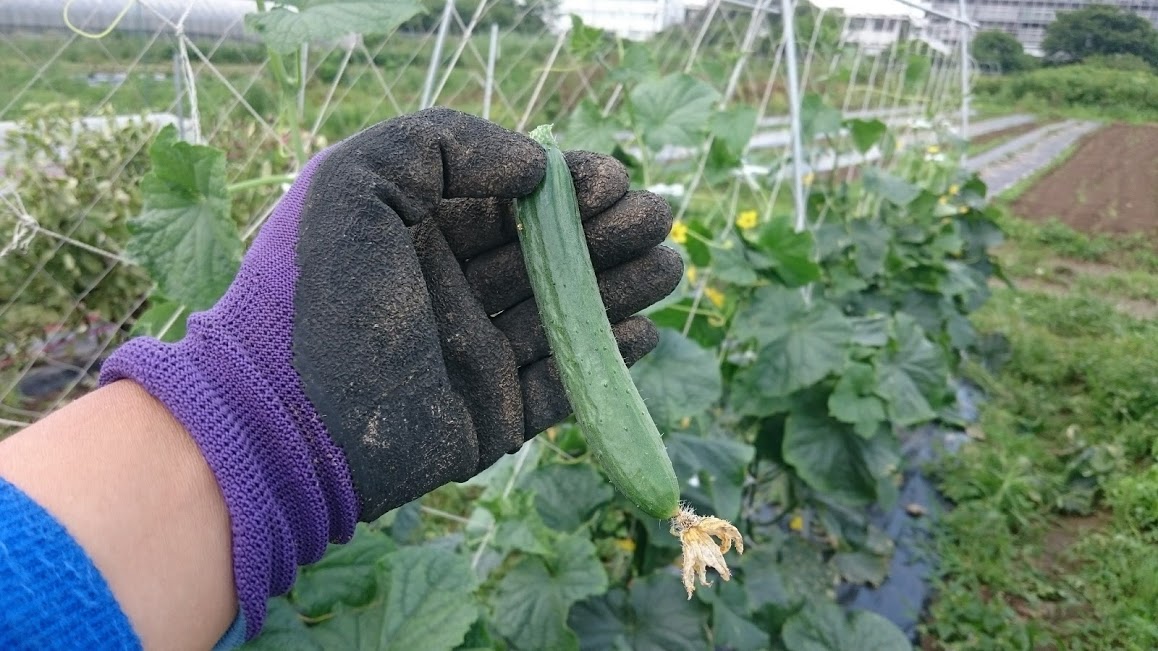 美味いキュウリ3