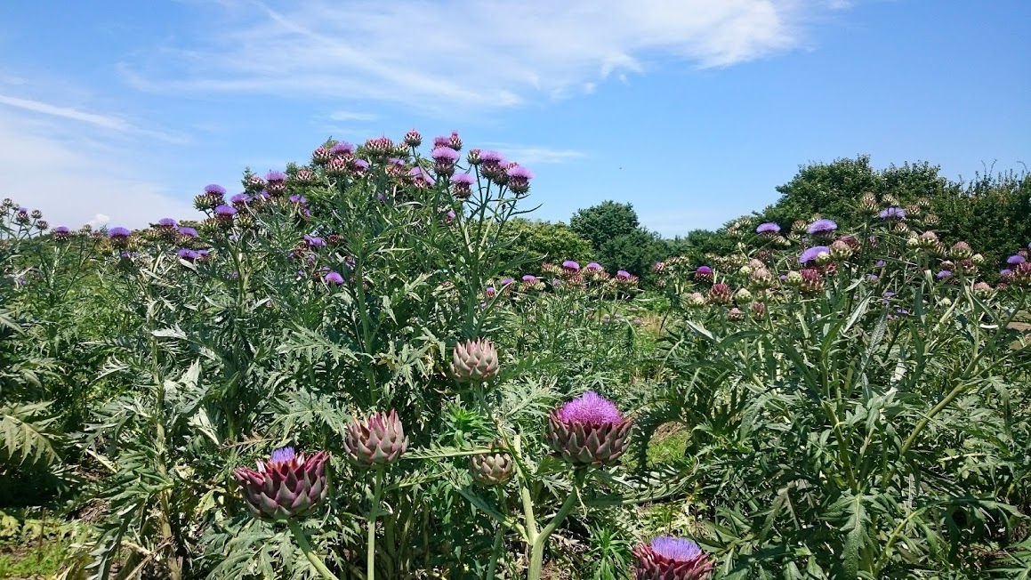 オーガニックアーティチョークの終了