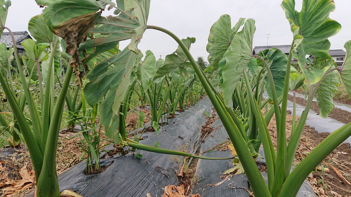 京芋 今年はでかいぞ❗