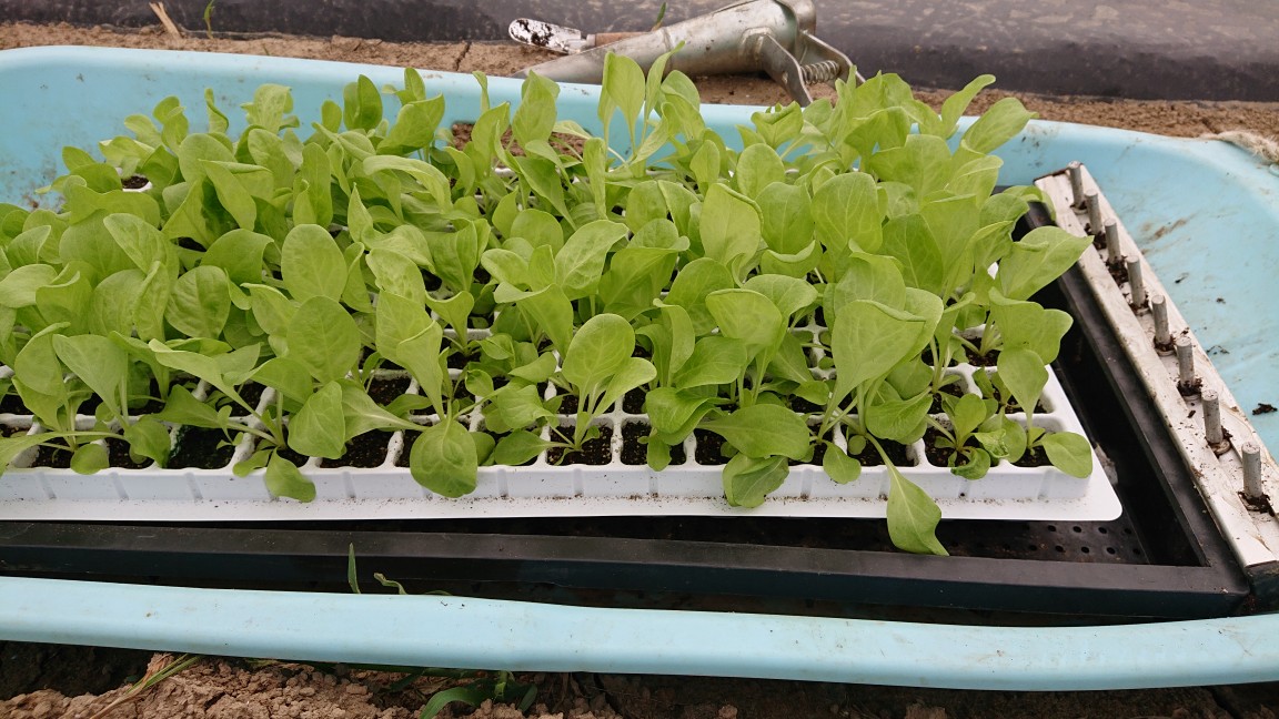 リーフチコリー 定植開始！