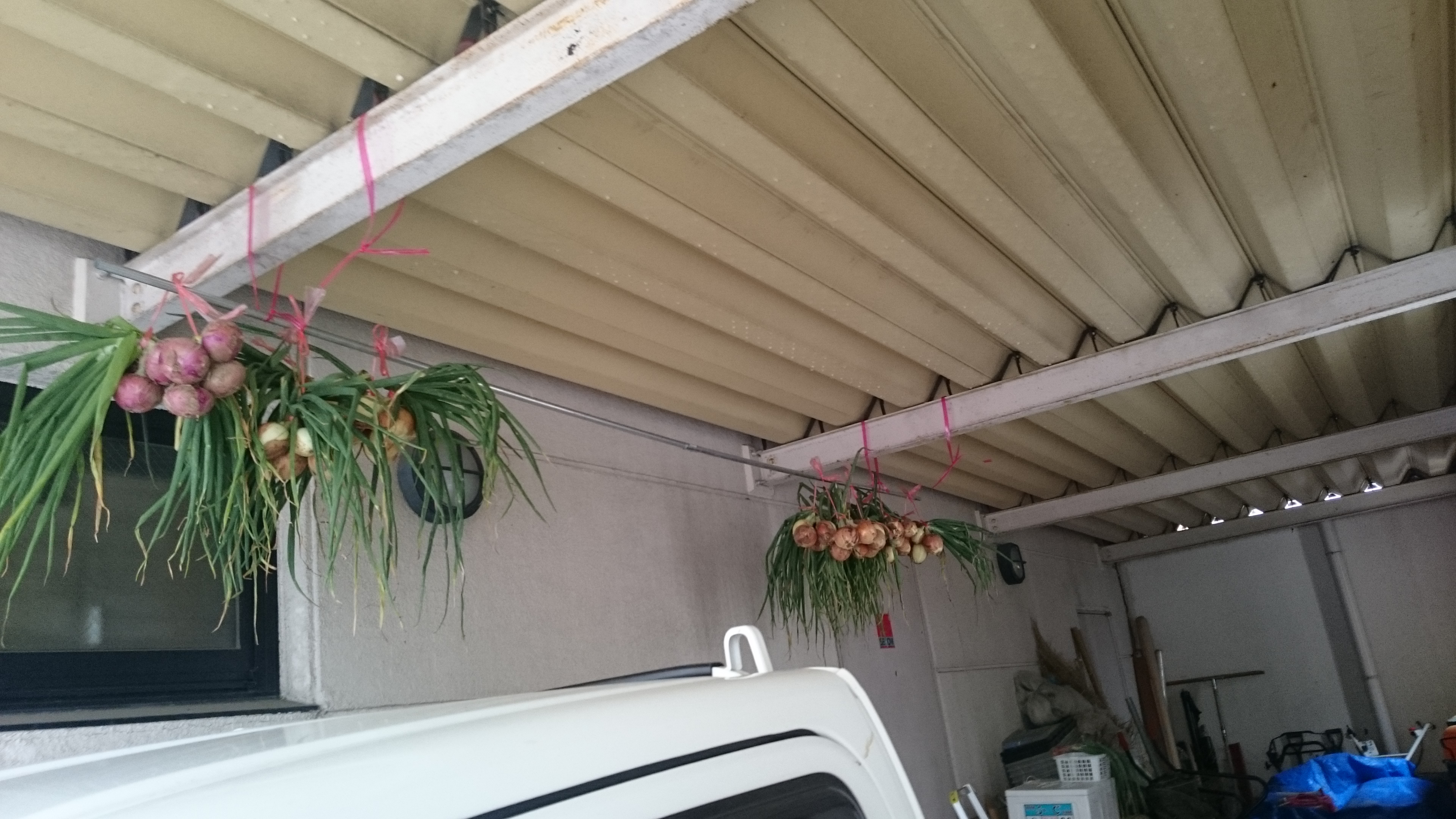 吊るし干し作業