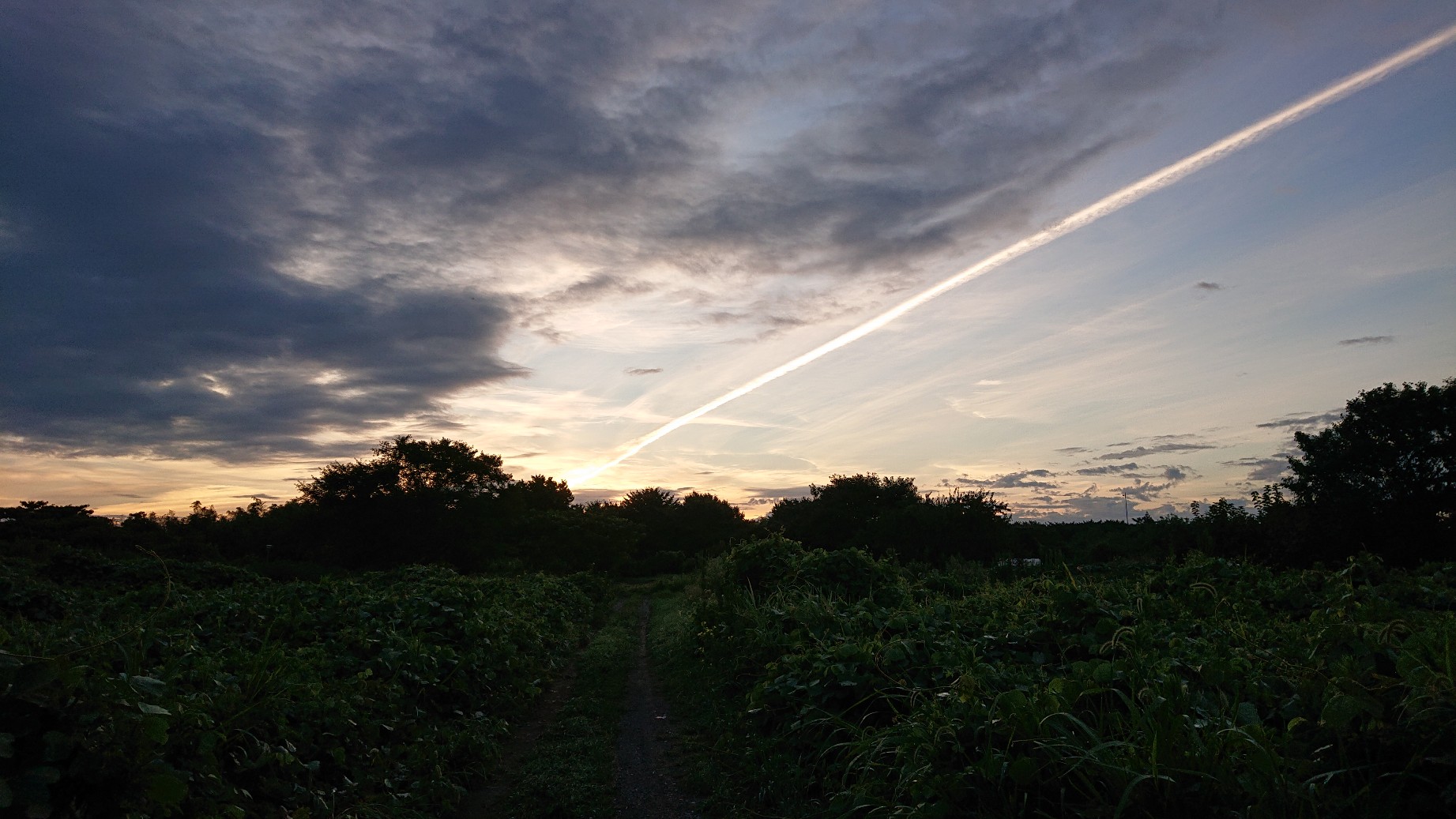 冬野菜の栽培開始～