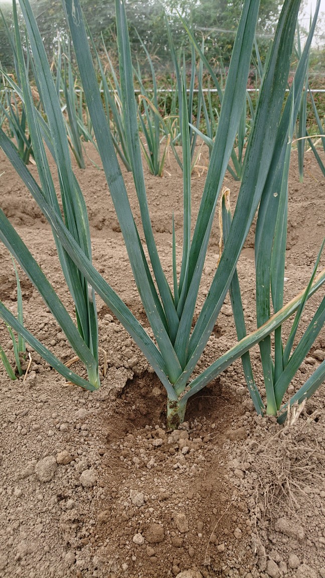 オーガニックリーキ 台風直前に土寄せ