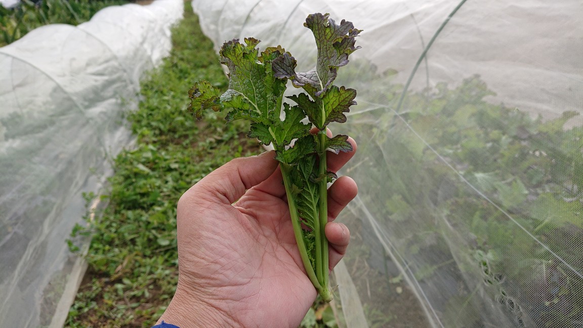 食べ方から提案する新野菜