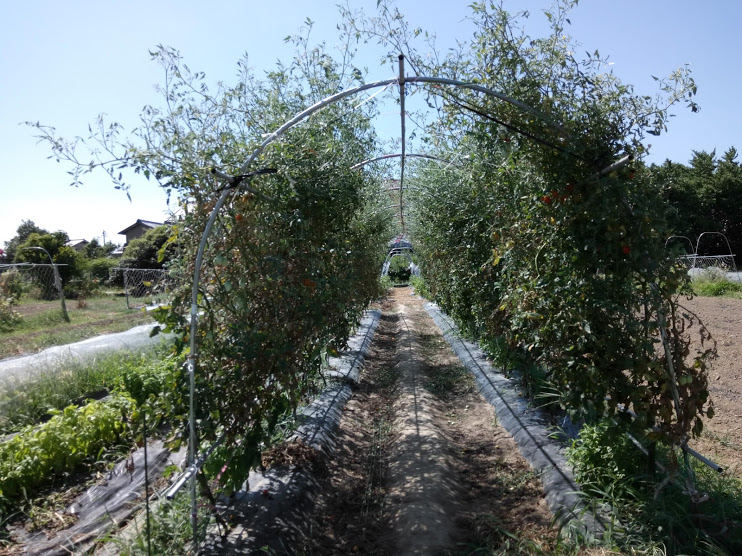 オーガニックトマト 作業