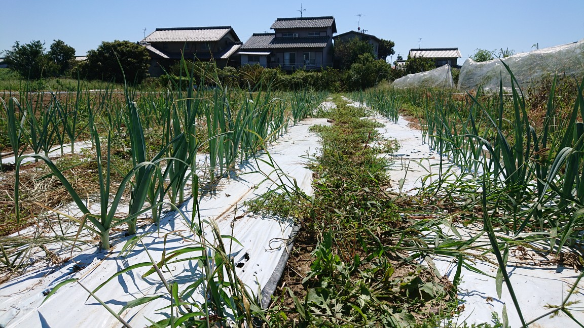 オーガニック リーキ 今年は順調?