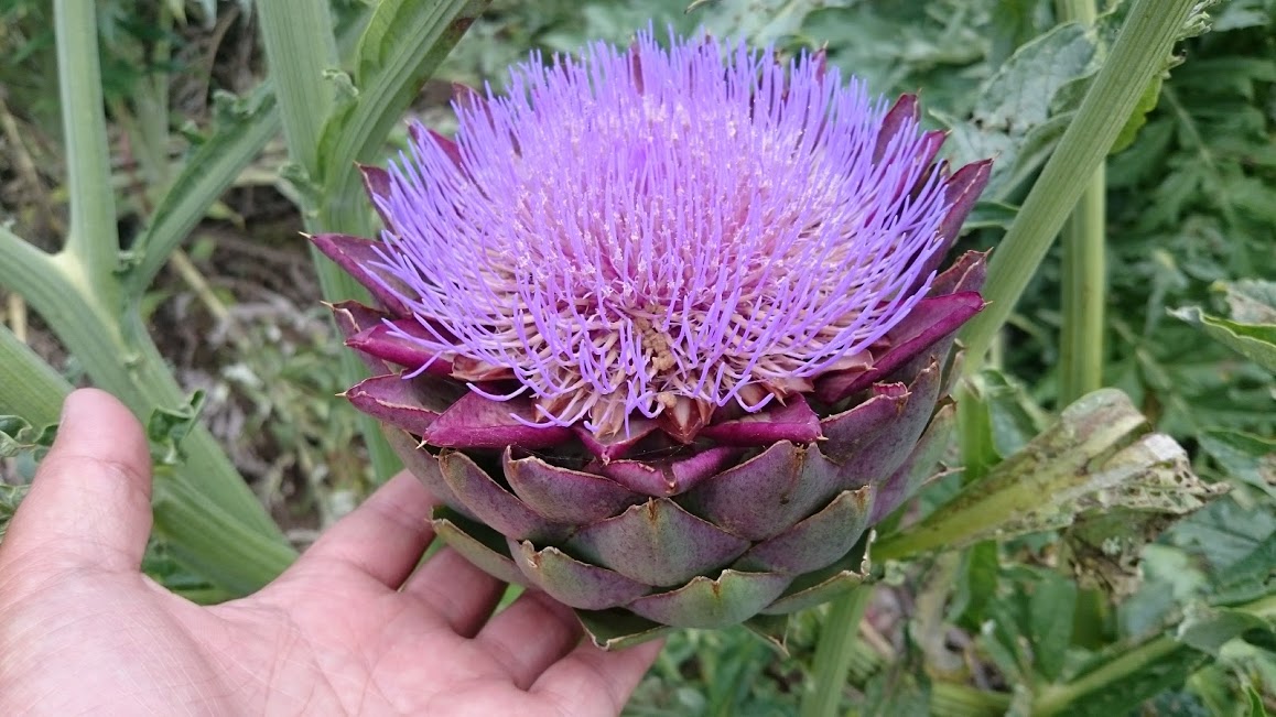 オーガニックアーティチョーク が 咲いた