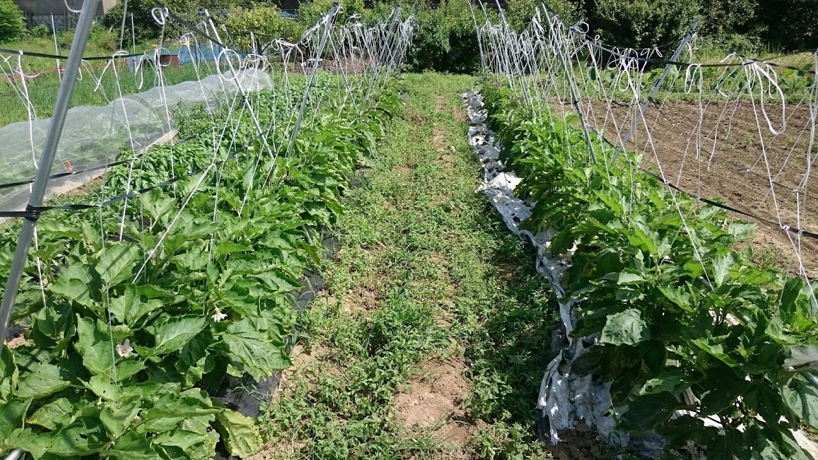 茄子の棚作り