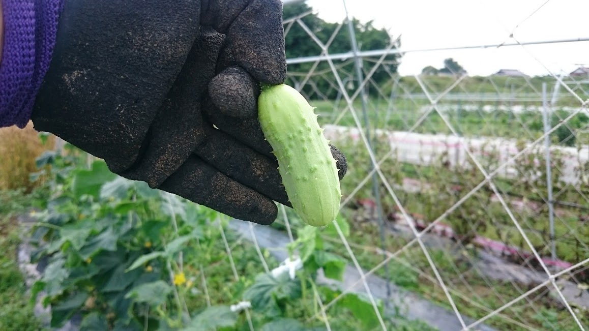 美味いキュウリ2