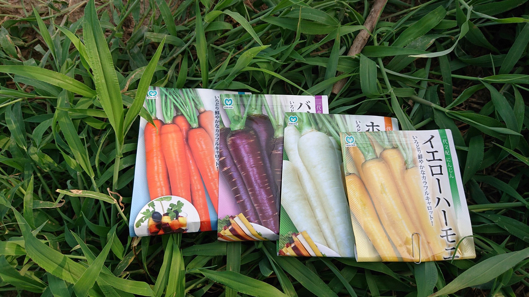 4色人参 蒔きました～