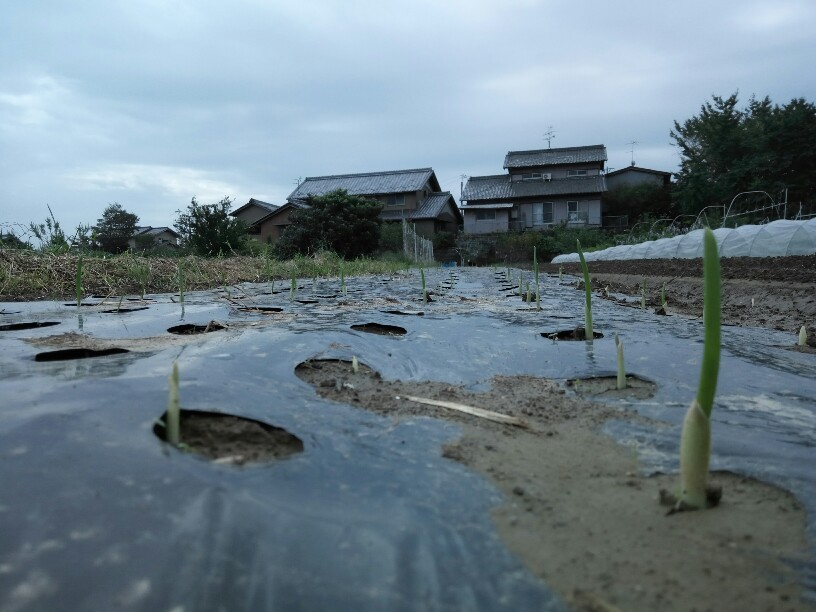 オーガニックにんにくの発芽