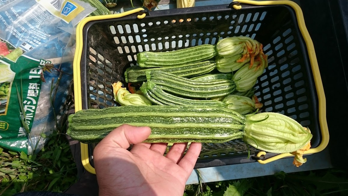 安心野菜は食養の食材に使われてます。