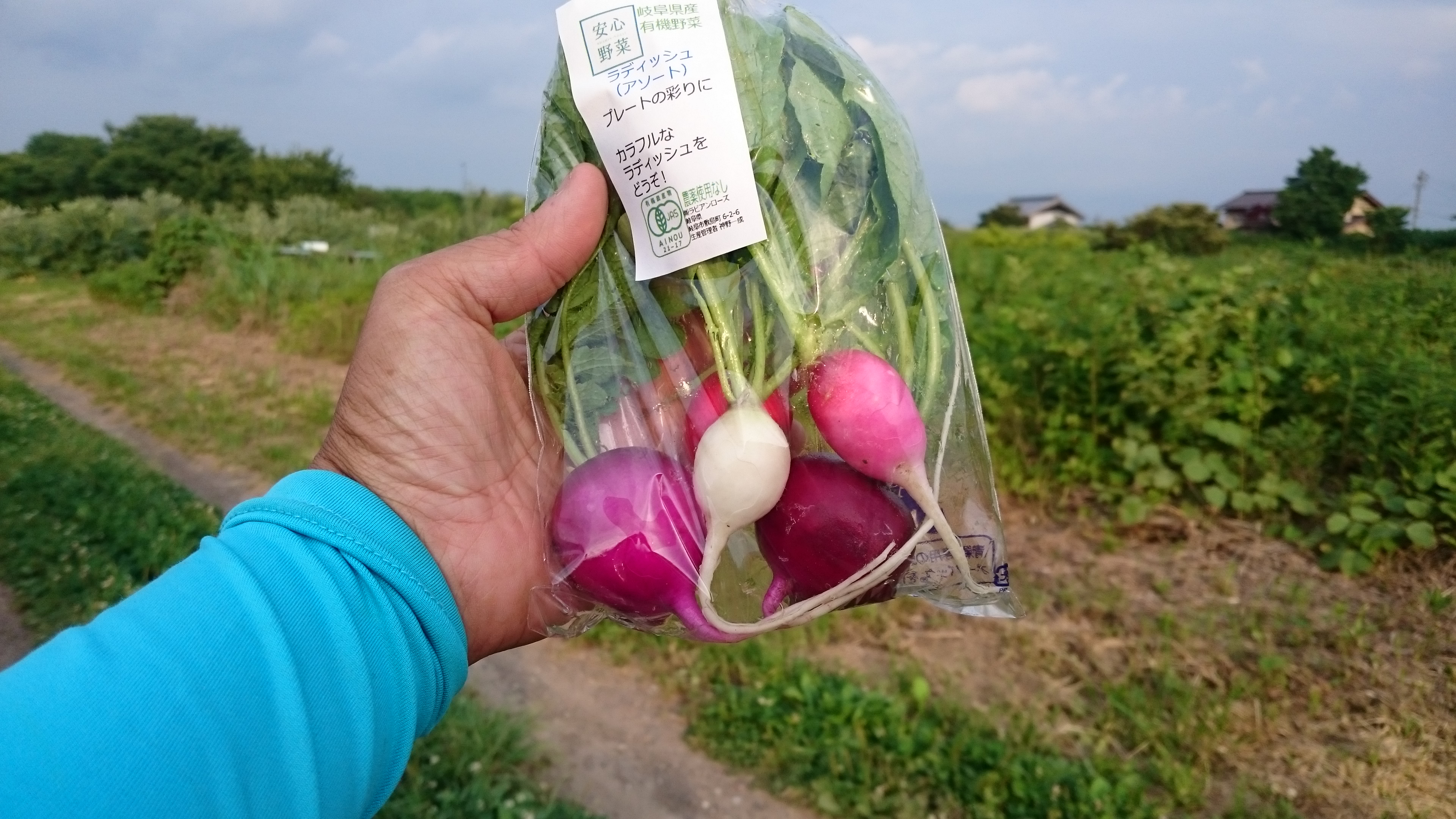 緊急終了。オーガニックカラフルラディッシュ。