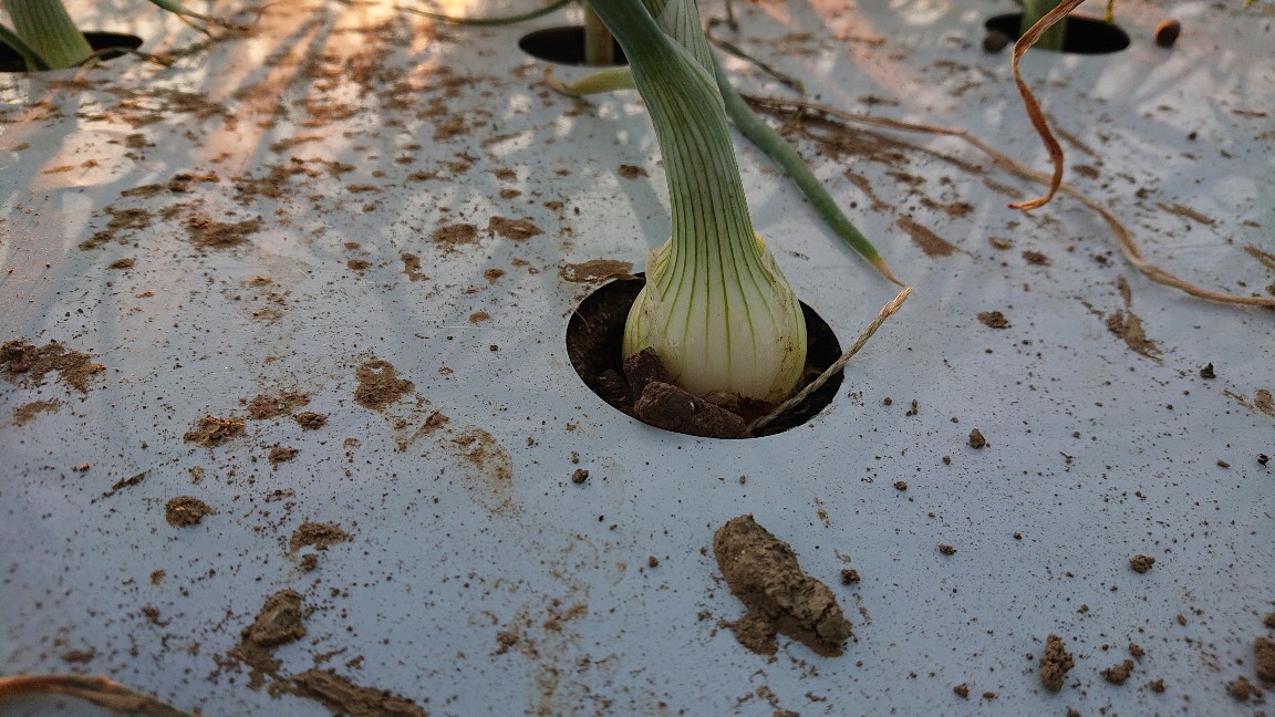 冬の新玉ねぎ 40日目