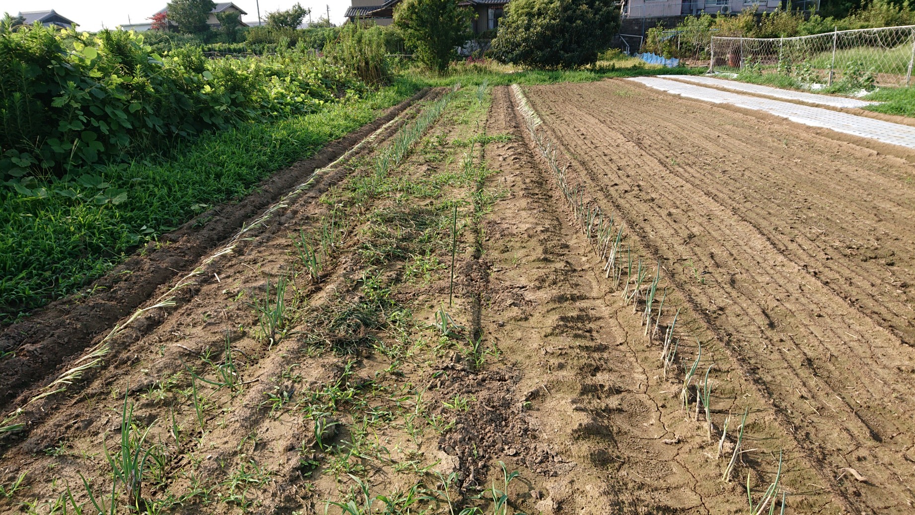 七十二候「禾乃登」