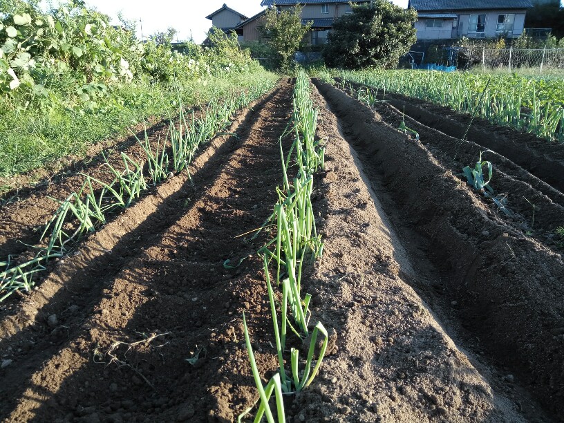 ネギは草を生やすな