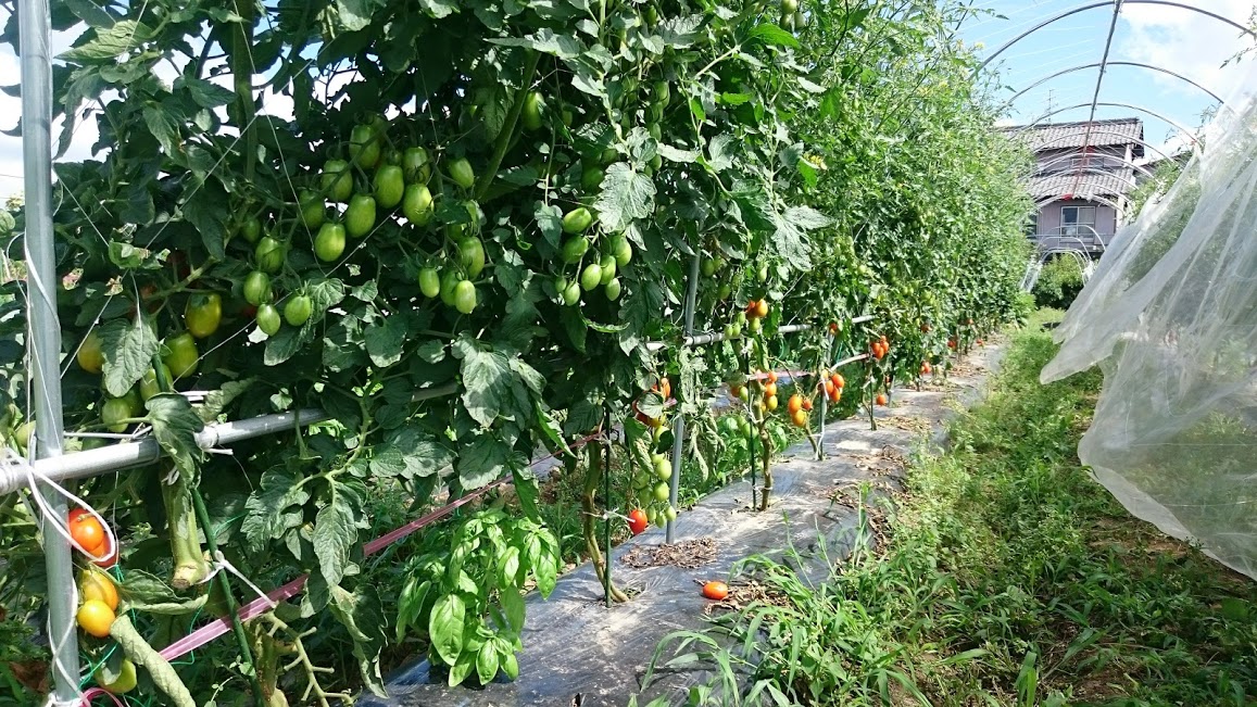 トマト 害虫との戦いが開幕