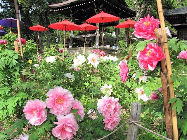 遠照寺ぼたん祭り　（写真は2018）