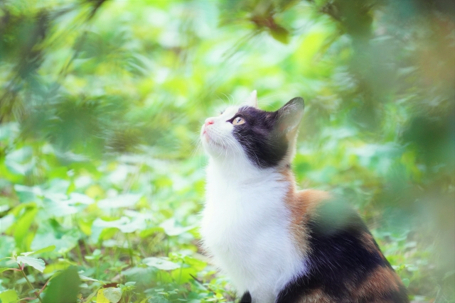 【８/8は世界猫の日】真夏にある猫の日をご紹介。猫に気を付けてあげたい部屋環境とは。