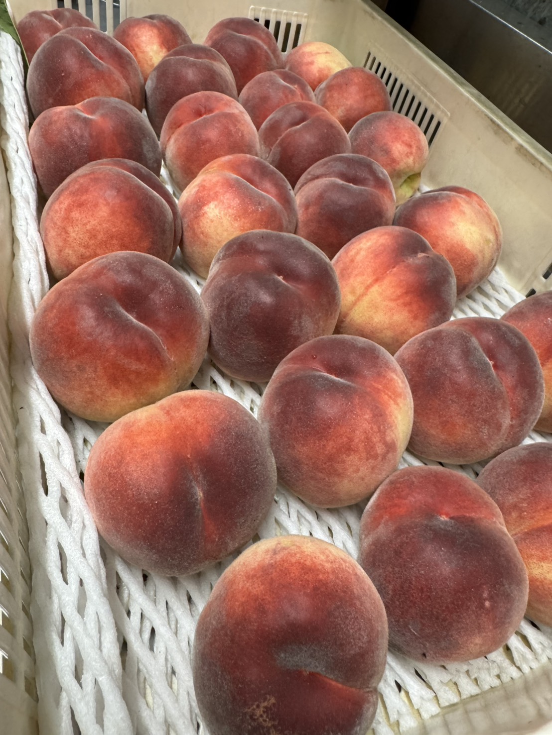 【ついにこの季節！】待ちに待った「桃」の集荷がスタートしました🍑