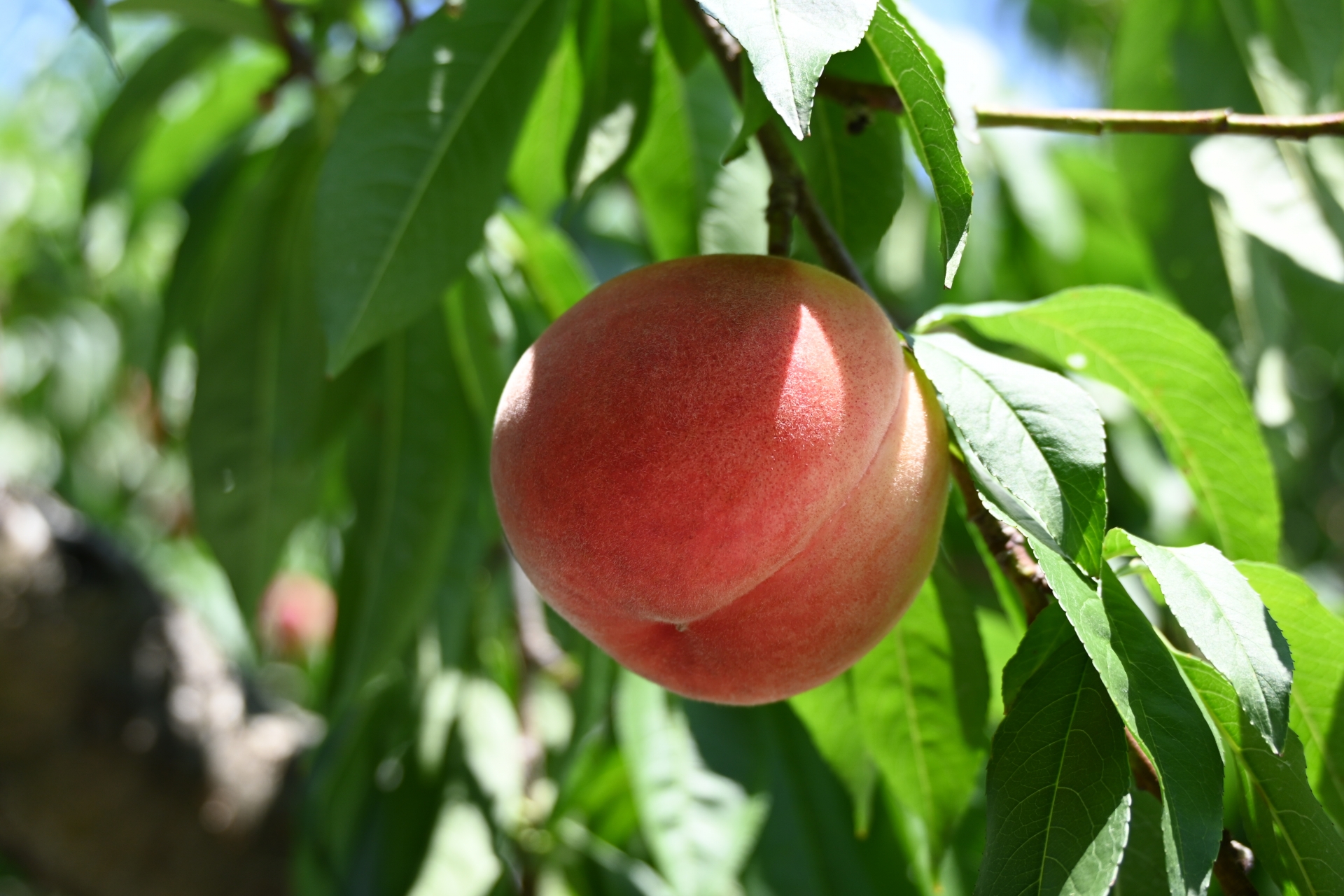 本日から桃の発送を開始致します🍑