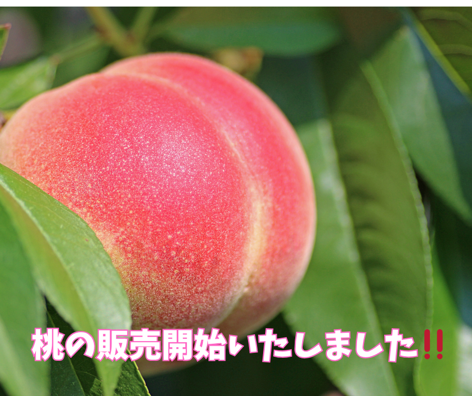 フレッシュマーケットからのお知らせ🍑 桃の販売開始です！