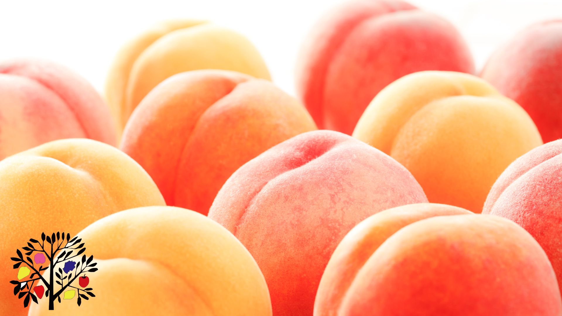 🍑 笛吹の桃はなぜこんなに美味しいの？知って得する美味しさの秘密！