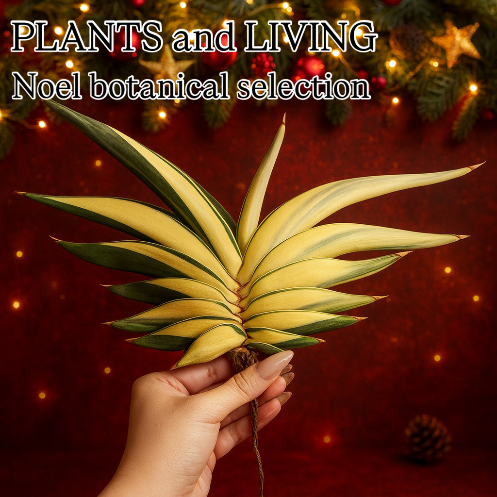 〜News〜Xmasシーズン限定！！ノエル・ボタニカル・セレクションを販売