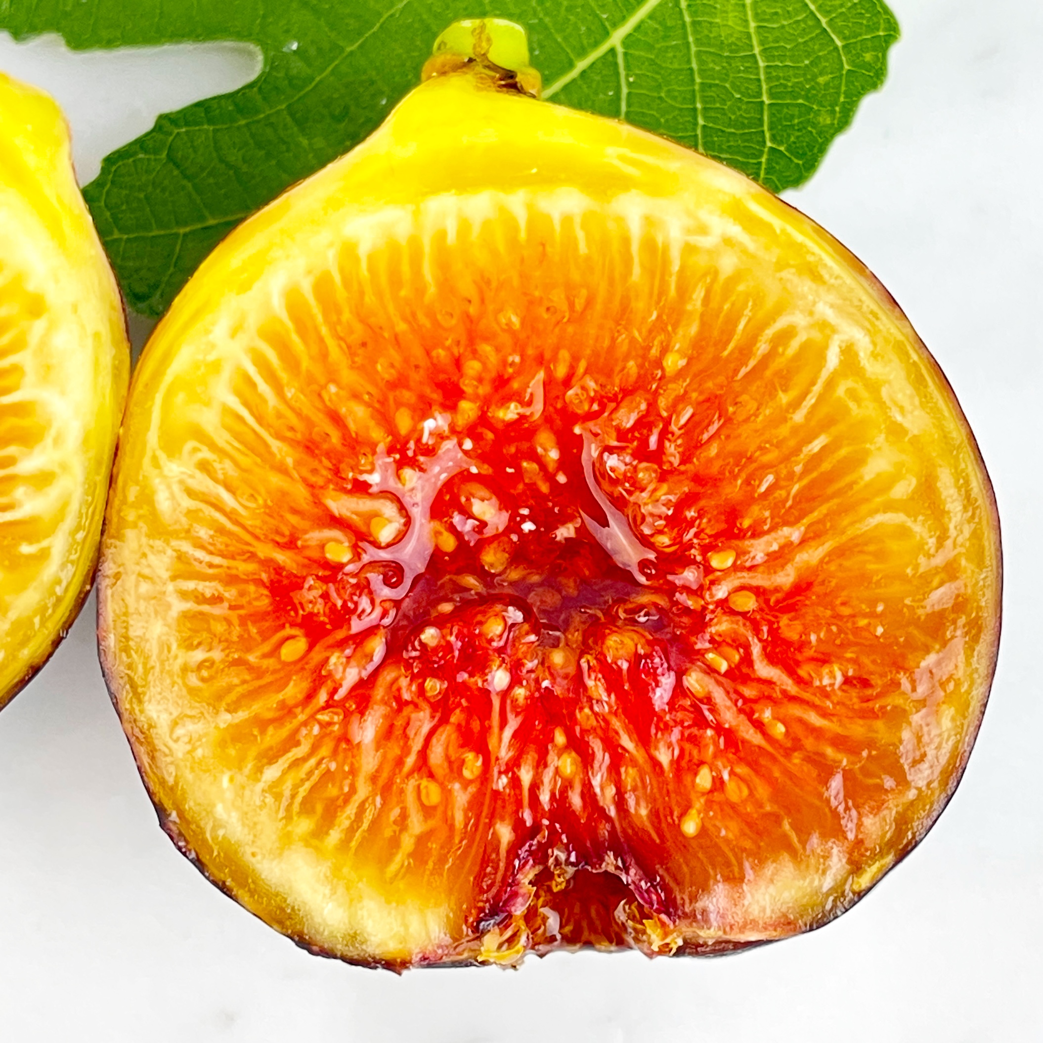 イチジク『 KUROMITU Fig 』の結実済み親木のカット挿し木を販売します！