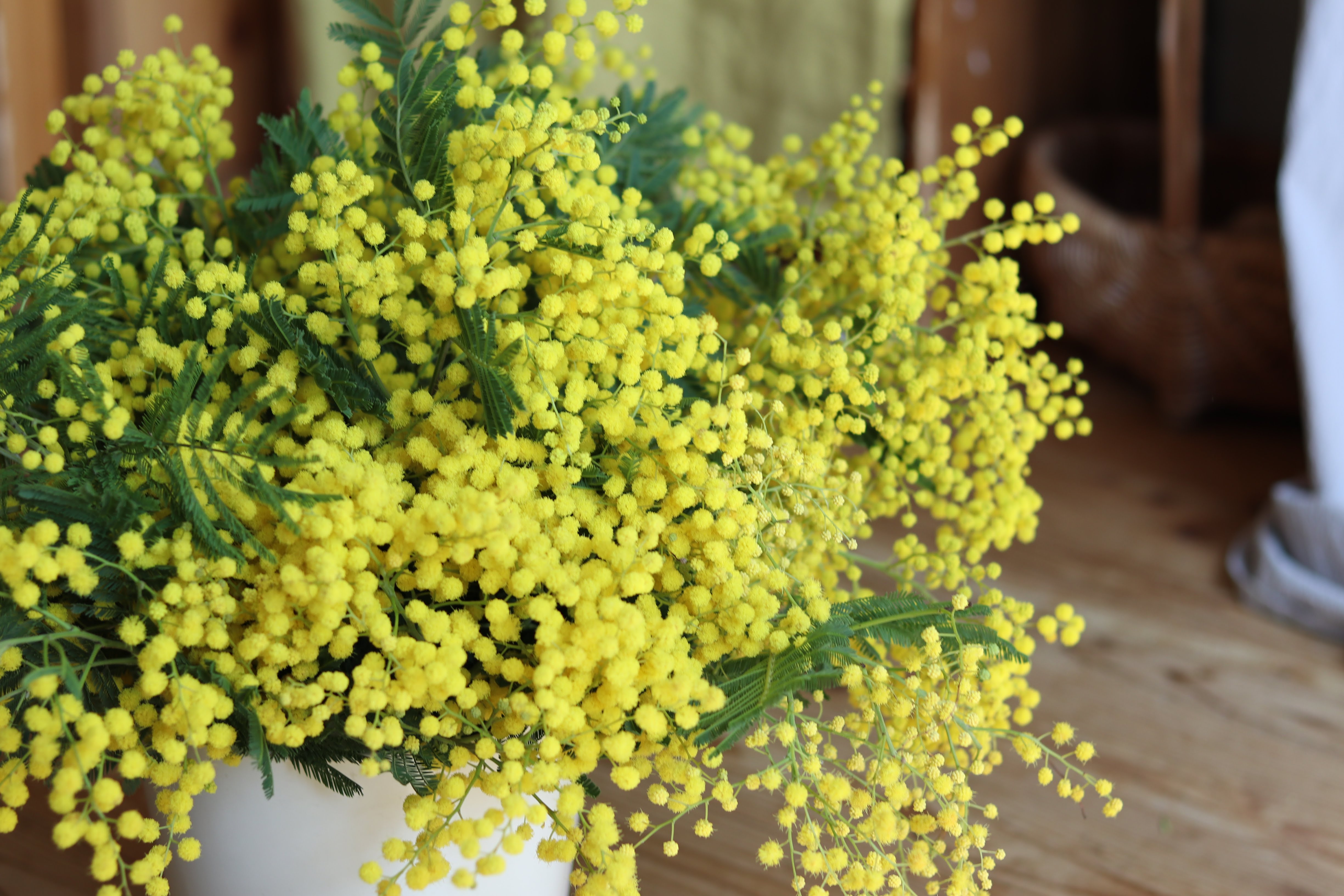 ミモザworkshop2026のご案内