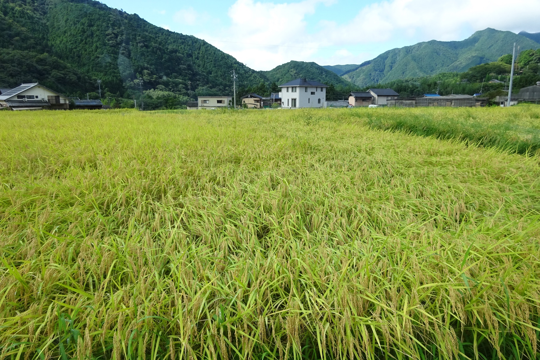 松阪牛ふんで育てたお米の、令和4年新米発売開始です！！