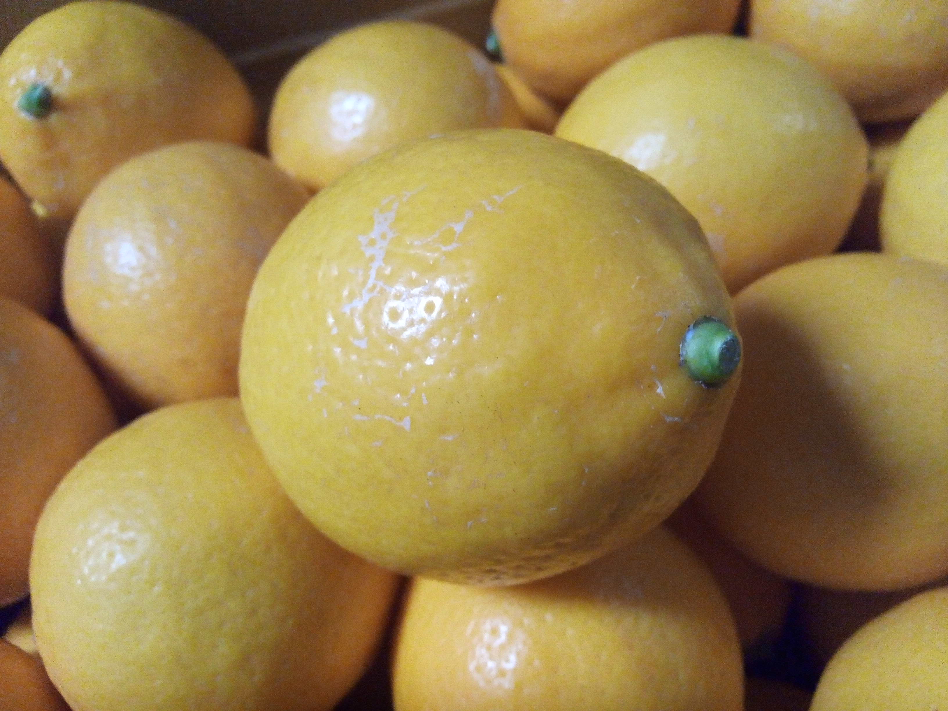 棚田マイヤーレモン、始まっております！