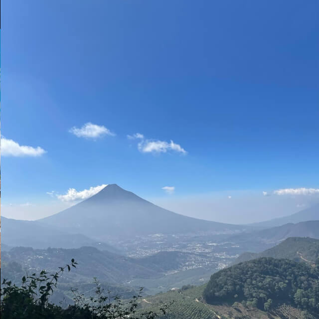 グァテマラ フィラデルフィア ウォッシュド