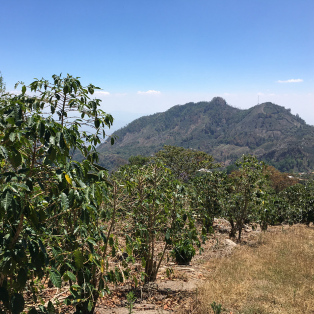 ホンジュラステパングアナエロビックハニー