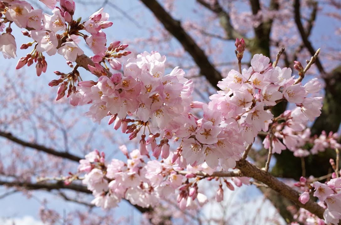 2020/4/19（日）ビーガングルメ祭り東京に出店いたします→延期となりました