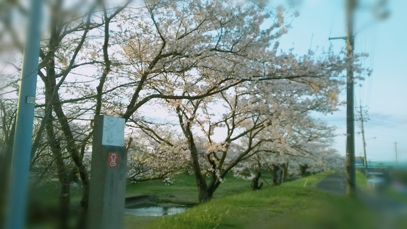 玉造温泉の桜は10分咲き