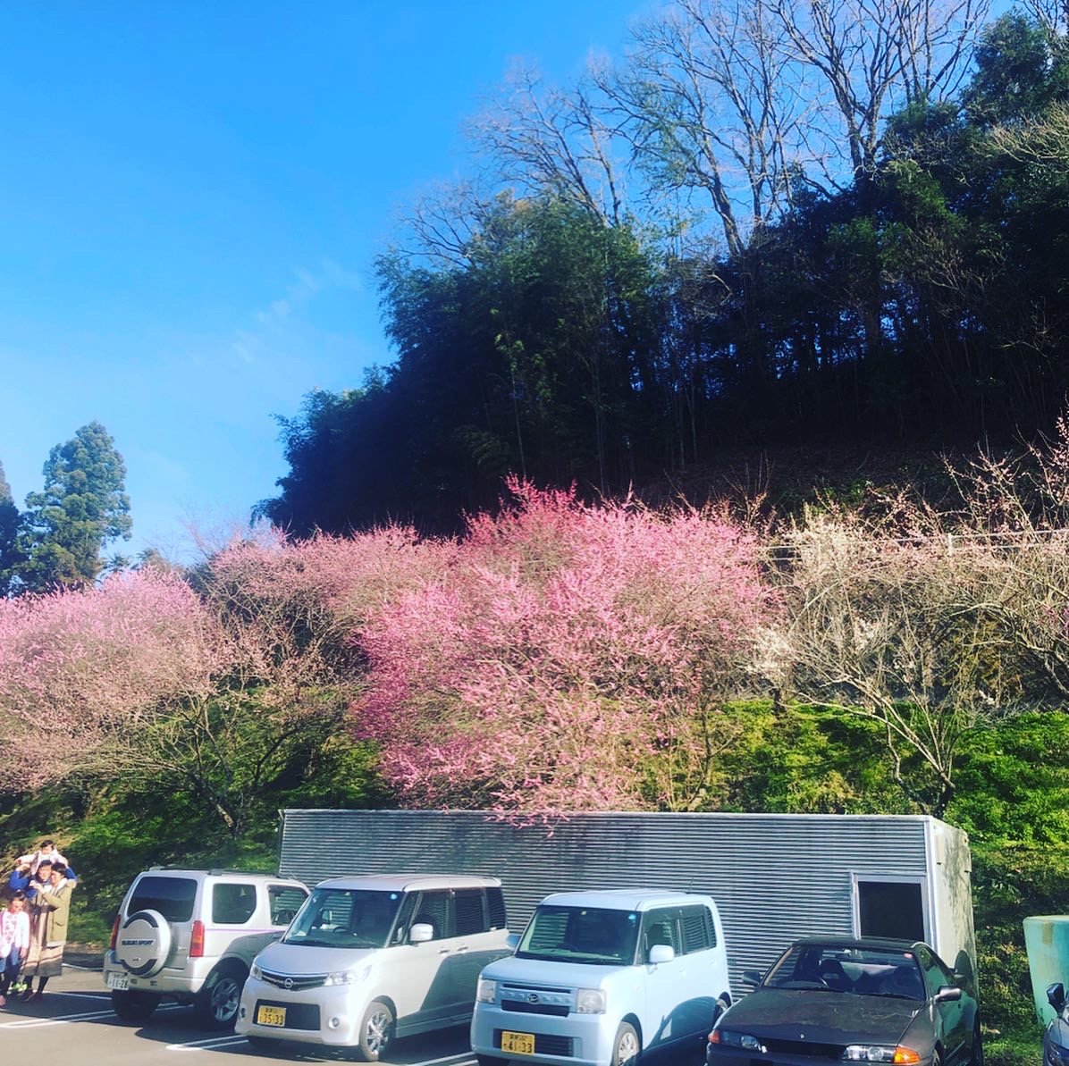 満開間近