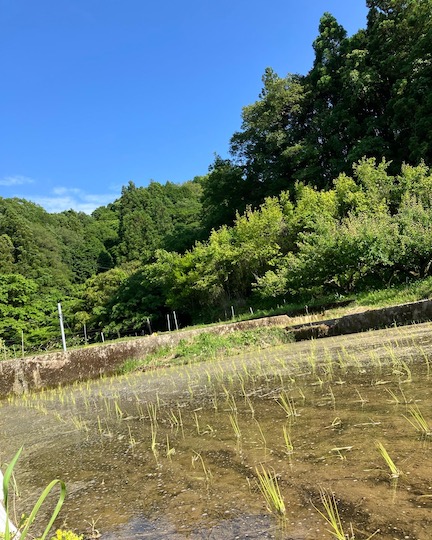 田植えも終わりました🌾